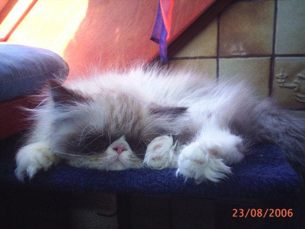 Обои картинки фото сир, ендрю, животные, коты