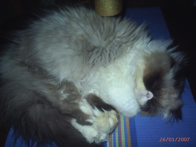 Обои картинки фото сир, ендрю, животные, коты