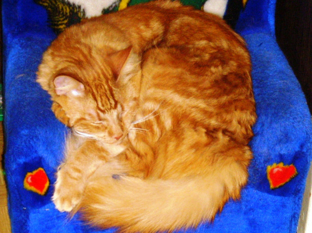 Обои картинки фото вот, так, мы, спим, животные, коты