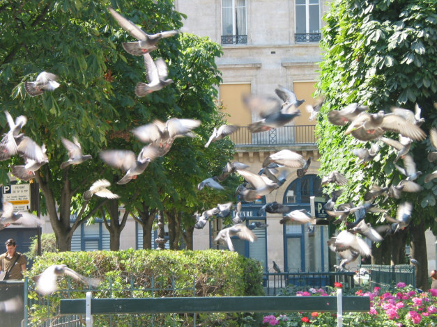 Обои картинки фото животные, голуби