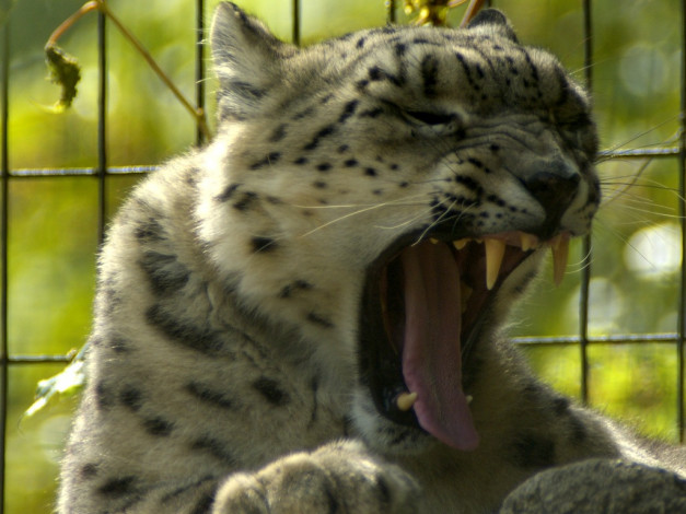 Обои картинки фото животные, снежный, барс, ирбис