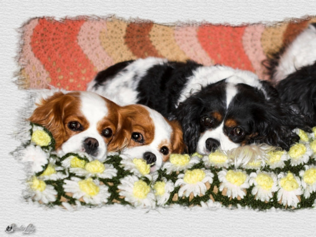 Обои картинки фото животные, собаки