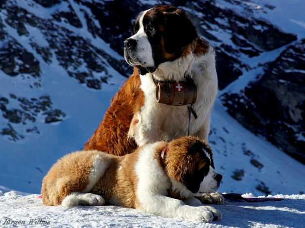 Обои картинки фото животные, собаки