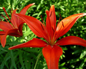 Картинка цветы лилии лилейники