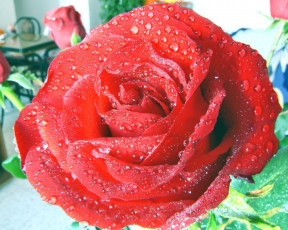 Картинка цветы розы