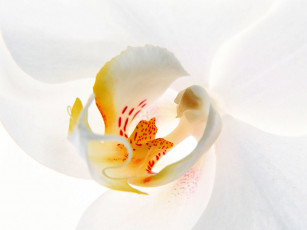 Картинка цветы орхидеи