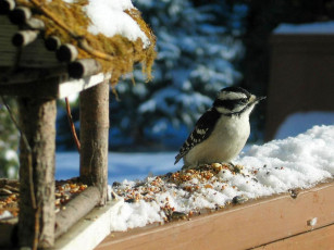 Картинка животные дятлы