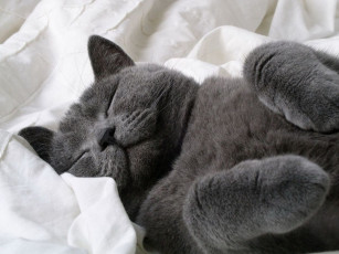 Картинка животные коты