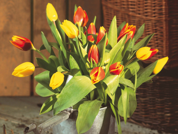 Обои картинки фото цветы, тюльпаны