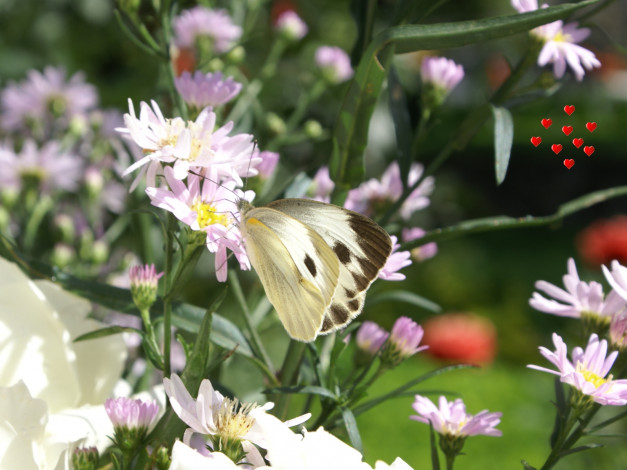 Обои картинки фото животные, бабочки