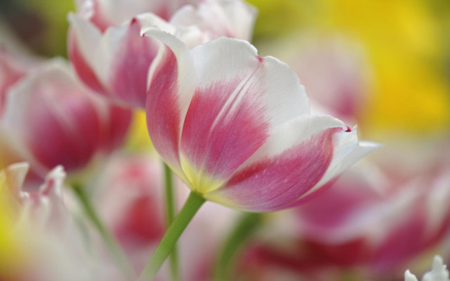 Обои картинки фото цветы, тюльпаны