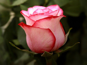 Картинка цветы розы