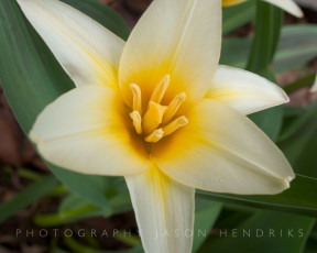 Картинка цветы лилии лилейники