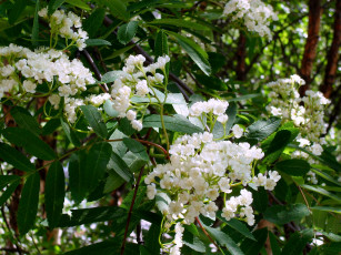 Картинка цветет рябина цветы цветущие деревья кустарники