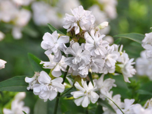 Картинка цветы