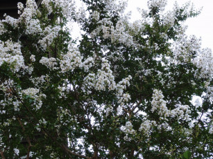 Картинка цветы лагерстрёмия