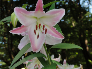 Картинка цветы лилии лилейники