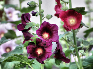 Картинка цветы мальвы