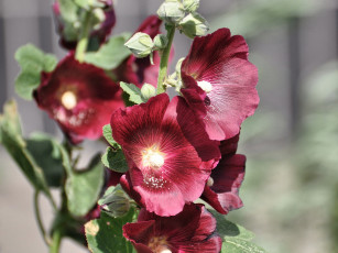 Картинка цветы мальвы