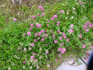 Картинка клевер цветы луговые полевые