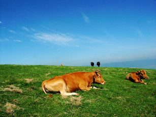 Картинка животные коровы буйволы