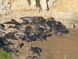 Картинка животные тюлени морские львы котики