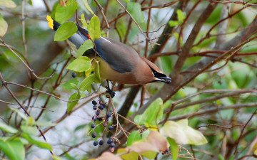 Картинка животные свиристели
