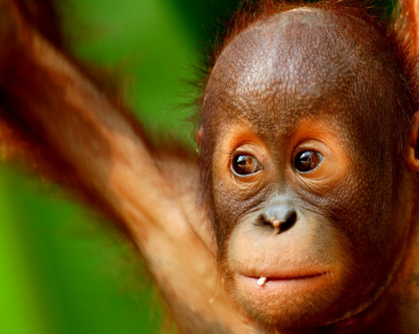 Обои картинки фото животные, обезьяны