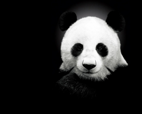 Обои картинки фото животные, панды