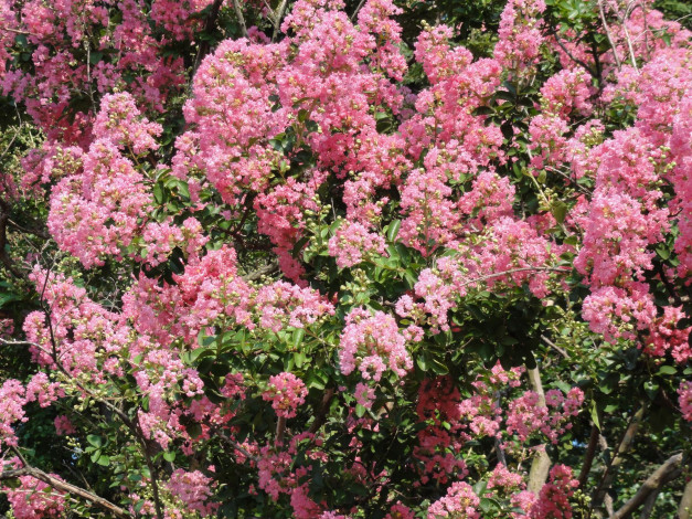 Обои картинки фото цветы, лагерстрёмия