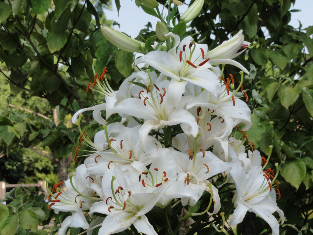 Обои картинки фото цветы, лилии, лилейники