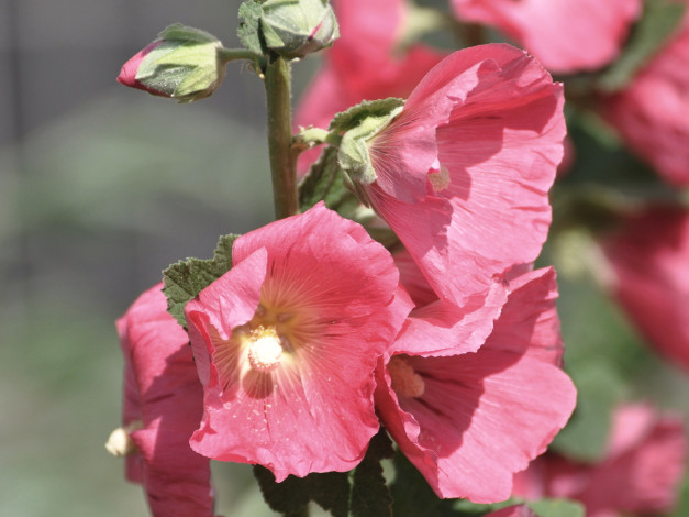 Обои картинки фото цветы, мальвы