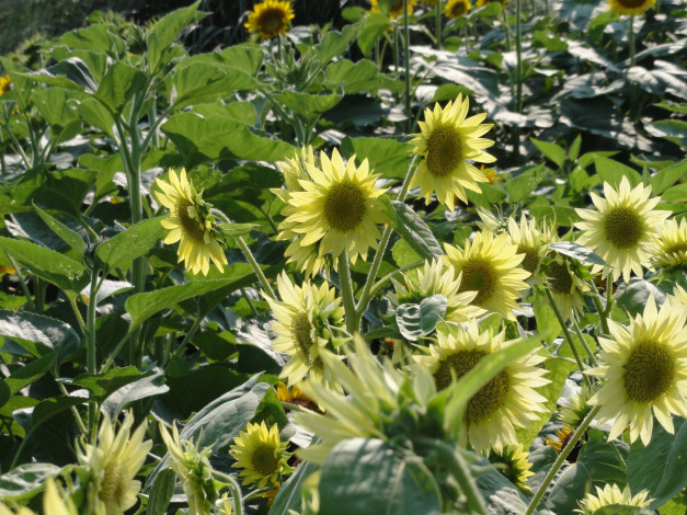 Обои картинки фото цветы, подсолнухи