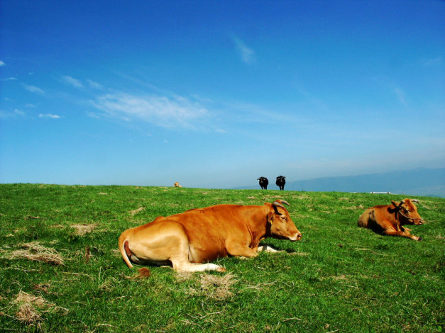 Обои картинки фото животные, коровы, буйволы