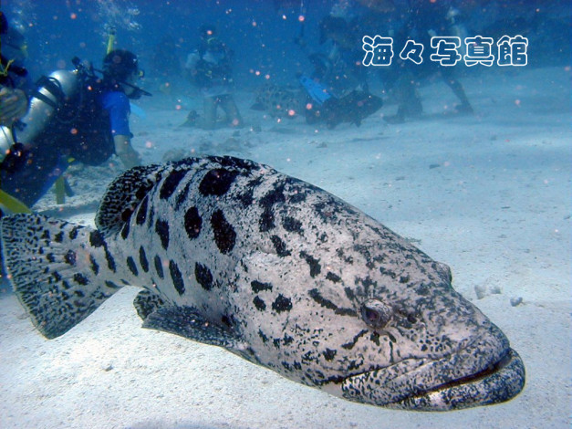 Обои картинки фото животные, рыбы