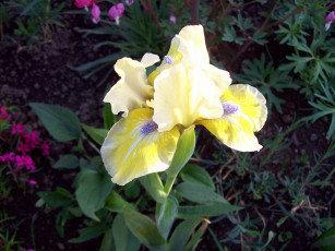 Картинка цветы ирисы желтый