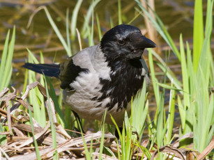 Картинка животные вороны грачи галки ворона