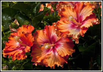 Картинка цветы гибискусы лепестки яркий оранжевый пчела