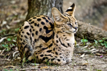 Картинка животные сервалы пятнистый