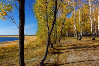 Картинка природа деревья озеро