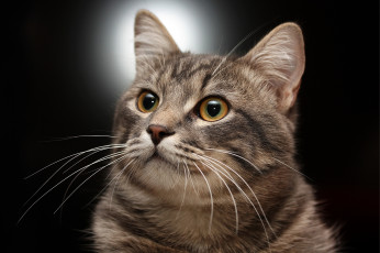 Картинка животные коты кот кошка