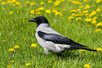 Картинка животные вороны грачи галки ворона одуванчики