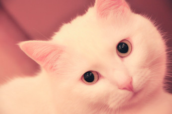 Картинка животные коты кот кошка