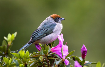 Картинка животные птицы перья цветы