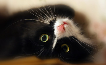 Картинка животные коты кот кошка