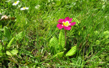 Картинка цветы примулы розовый