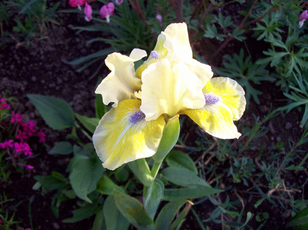 Обои картинки фото цветы, ирисы, желтый