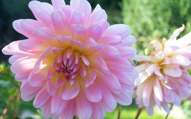 Обои картинки фото цветы, георгины, розовый