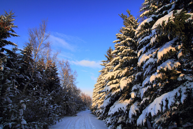 Обои картинки фото природа, зима, снег, ели