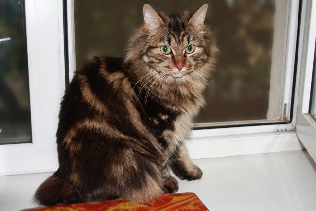 Обои картинки фото животные, коты, кот, кошка, окно